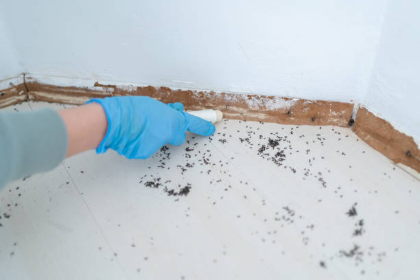 Best Affordable Pest Control Services  in Good Hope, CA